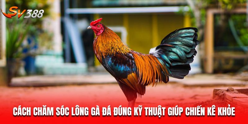 cách chăm sóc lông gà đá