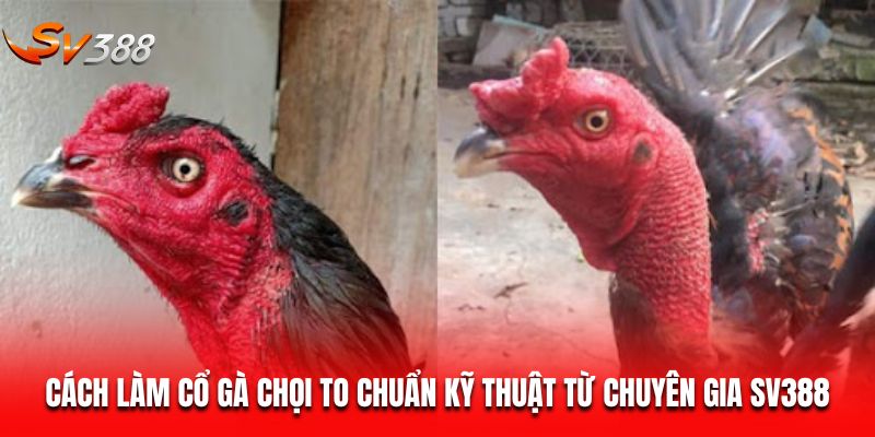 Cách làm cổ gà chọi to