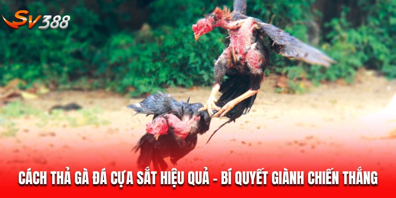 cách thả gà đá cựa sắt
