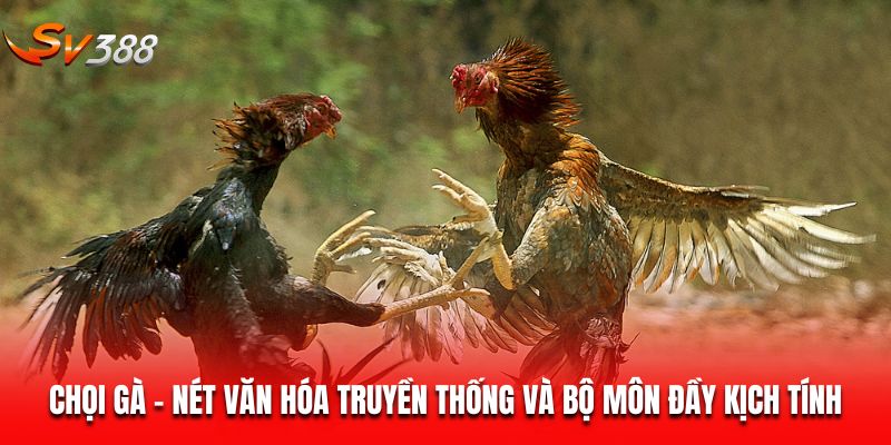 Chọi Gà – Nét Văn Hóa Truyền Thống Và Bộ Môn Đầy Kịch Tính