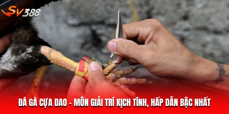 Đá gà cựa dao