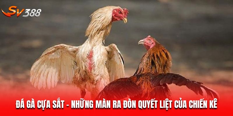 đá gà cựa sắt