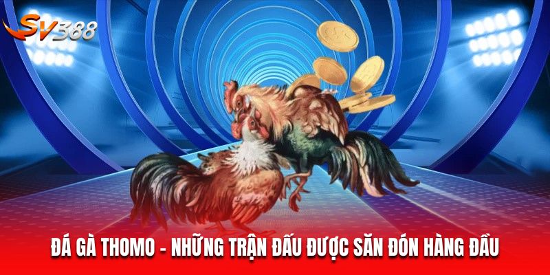Đá gà Thomo