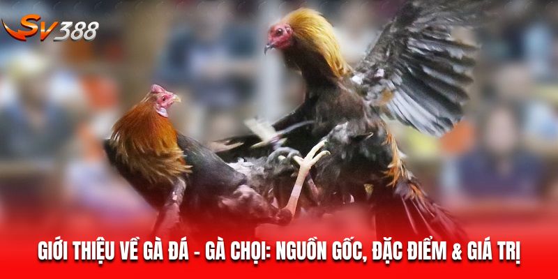 Giới thiệu về gà đá - gà chọi