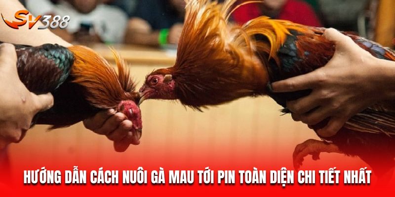 hướng dẫn cách nuôi gà mau tới pin