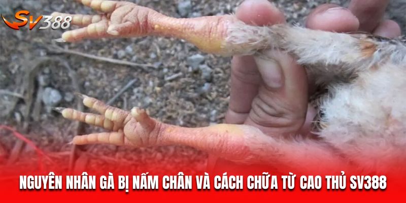 nguyên nhân gà bị nấm chân
