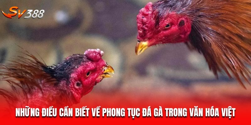 những điều cần biết về phong tục đá gà