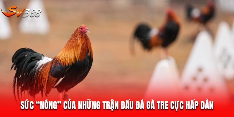 Đá gà tre